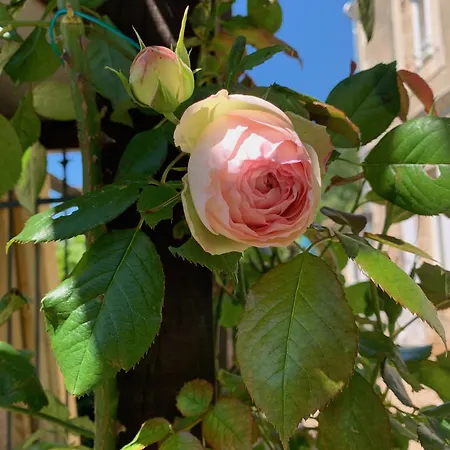 La Garde - D'hote Saint-Martin-de-Ribérac