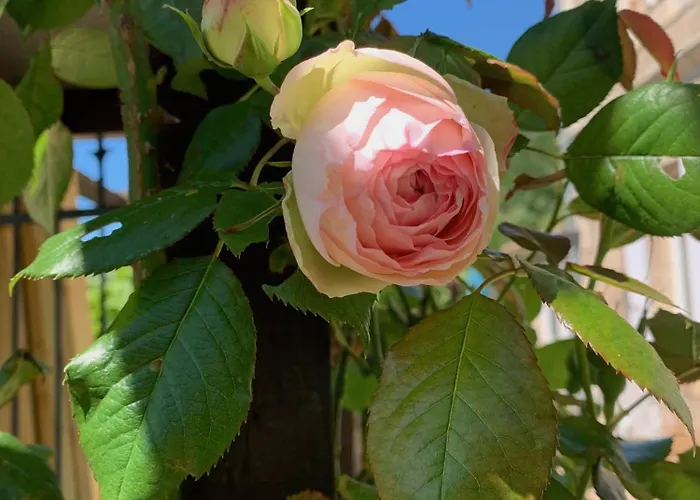 La Garde - D'hote Saint-Martin-de-Ribérac